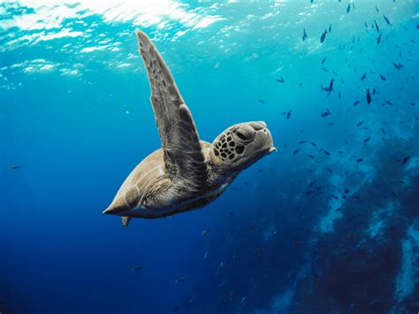 Green Sea Turtles | Hawaiian Marine Life