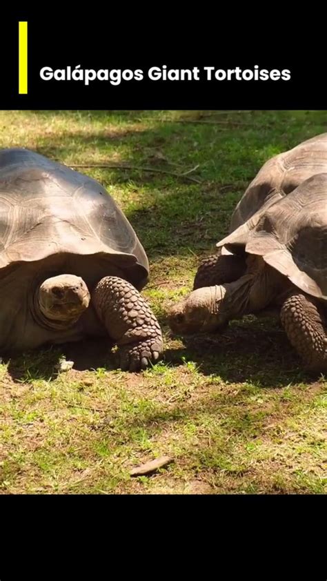 Gal Pagos Giant Tortoises Meet The Legendary Giants Of The Galapagos