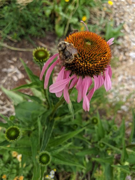 My Step By Step Guide To Growing Purple Coneflower From Seed