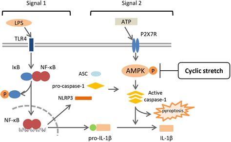 Frontiers Cyclic Stretch Negatively Regulates Il Secretion Through