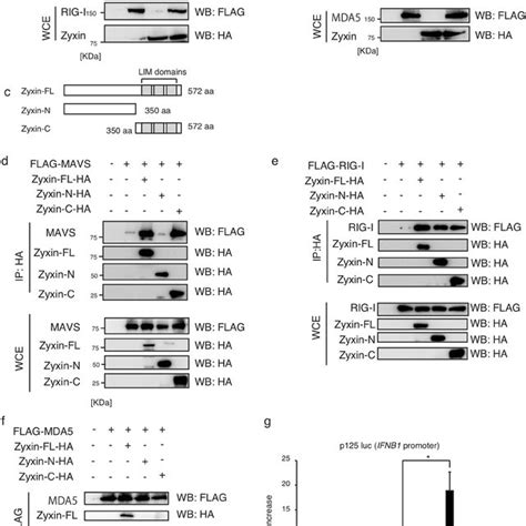 Zyxin Stabilizes The Interactions Of MAVS And RLRs A B SiRNA For