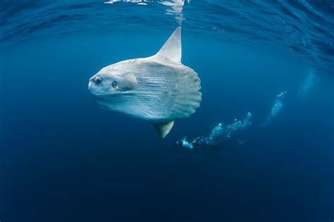 Pin on Mola mola fish, The ocean sunfish, Mola mola, or common mola,