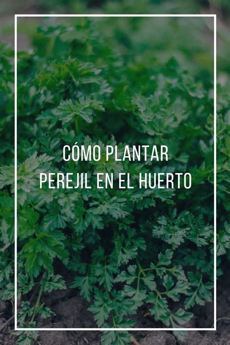 Cómo plantar perejil en el huerto