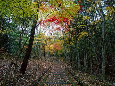 Parque Momijidani En Miyajimacho Hatsukaichi Jap N Sygic Travel