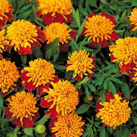 Marigold Tiger Eyes Buy Australian Seed