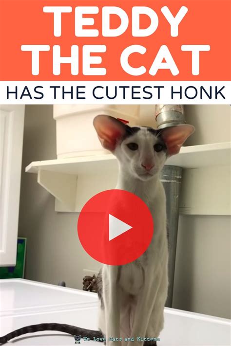 I Have The Cutest Honk When I Want Something In 2021 Dobby Cat Cute