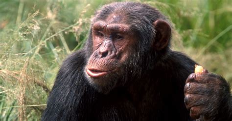 Chimpanzee Standing Up