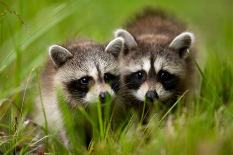 28 Cute Raccoon Pics You Need In Your Life Readers Digest