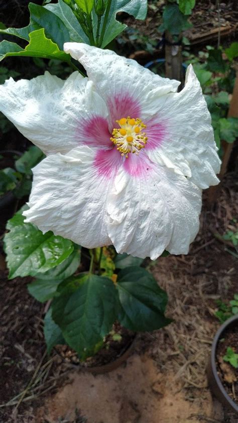 Pin De Telci Dreyer Em Meus Hibiscos