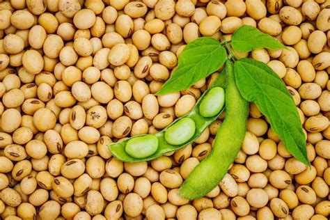 Xvsd Dry Soybeans Soyabean Seed For Vcvc Packaging Type Cvc At Rs