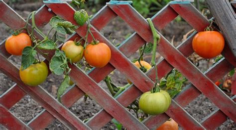 53 Tomato Trellis Designs Completely Free Epic Gardening