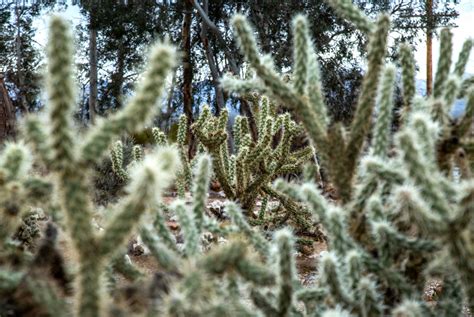 CACTUS in the Mojave desert California