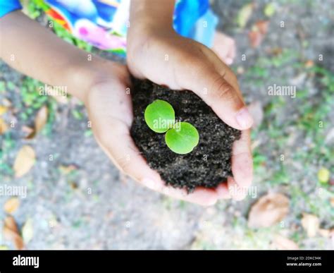 Boy Holding Sapling Hi Res Stock Photography And Images Alamy