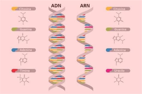 Adn Y Arn Qué Es Estructura Y Tipos Enciclopedia Significados