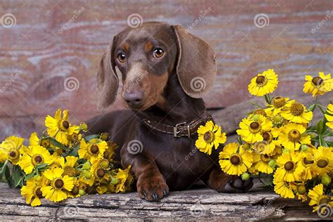 Puppy And Chamomile Flower Stock Photo Image Of Group 59270692