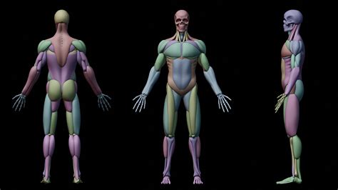 Anatomy Blocking Works In Progress Blender Artists Community