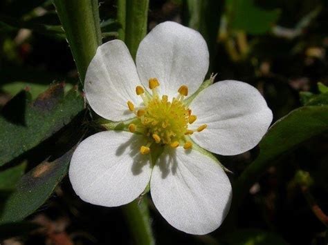 Fragaria virginiana (Scarlett Strawberry, Wild Strawberry) | North Carolina Extension Gardener ...