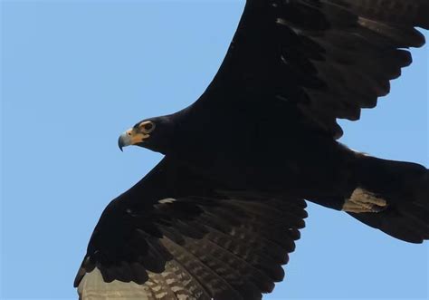 Black Eagle - Lombok Wildlife Park