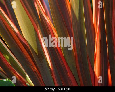 Sundowner Phormium New Zealand Flax Stock Photo Alamy