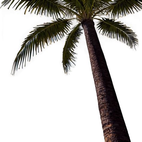 Download Palm Trees Landscape Png 45