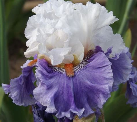 Pin On Irises Inspiration