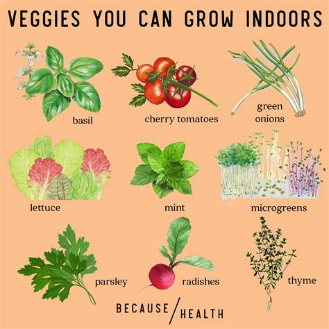 9 Veggies You Can Grow Indoors - Center for Environmental Health