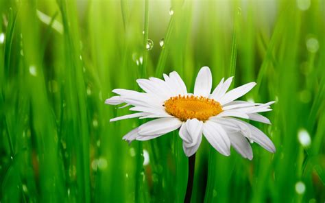 🔥 [70+] Daisy Flower Wallpapers | WallpaperSafari