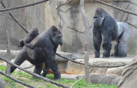 Cincinnati Zoo Has Big News About Gladys The Baby Gorilla Cincinnati