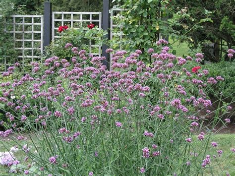 Verbena Bonariensis Purple Top Garden Center Marketing