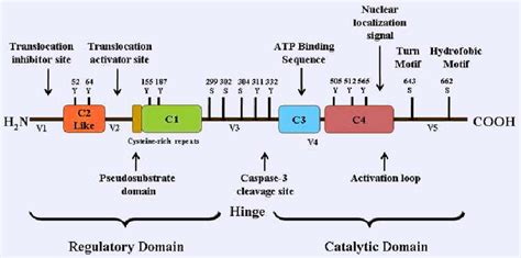 Structural Domains And Phosphorylation Sites On Pkc δ Download Scientific Diagram