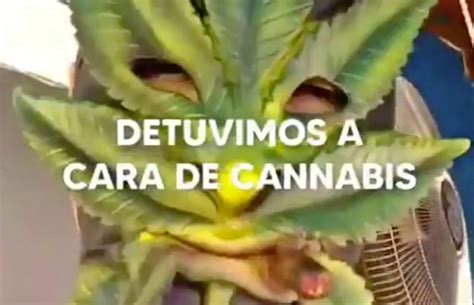 Conicet Lanzó Una Encuesta Para Quienes Usan Cannabis Medicinal En