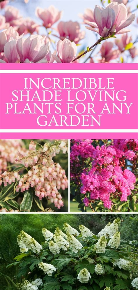 Don T Think That If You Have A Shady Backyard That You Can T Have A Garden You Can You Just