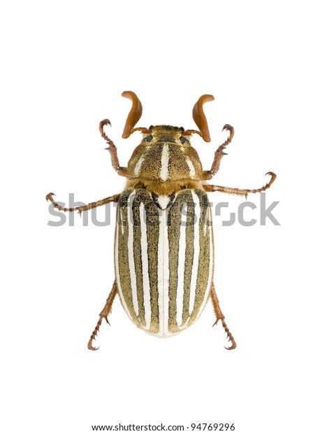 Adult Ten Lined June Beetle Polyphylla Decemlineata Stock Photo