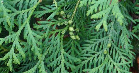 How to Plant and Grow Juniper Shrubs | Gardener’s Path