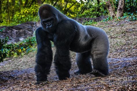 Gorilla Troop Leader Photograph by Gary Keesler