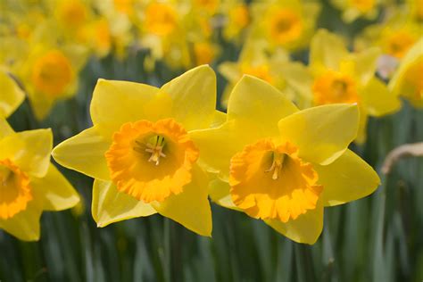 Daffodil Flower Name In Hindi Meaning Best Flower Site