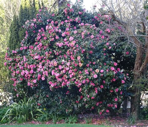 pruning a camellia — BBC Gardeners' World Magazine