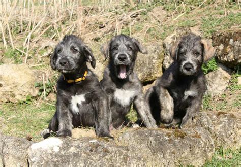 Irish Wolfhound Puppies For Sale - AKC PuppyFinder