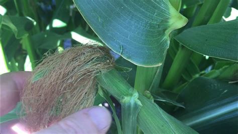 Corn Silks At Different Stages Of Development While In The Stalk Youtube