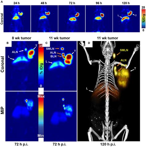 A Serial PET Images Of An Athymic Nude Mouse Bearing A CA125 Positive