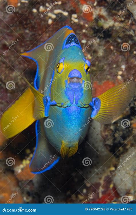 Queen Angelfish On Caribbean Coral Reef Stock Photo Image Of Bahamas