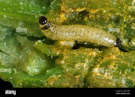 Cabbage Stem Flea Beetle Psylliodes Chrysocephala Brassica Pest Larva