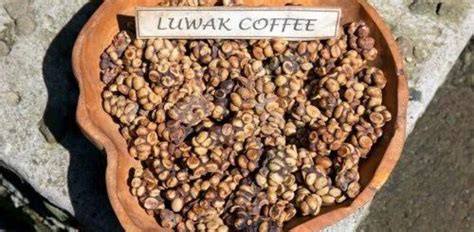 What Makes Kopi Luwak World S Most Expensive Coffee