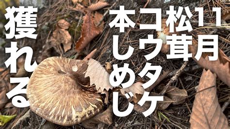 11月にまさかの最高級のキノコ三冠揃う。宝の山でのきのこ狩り。 Youtube