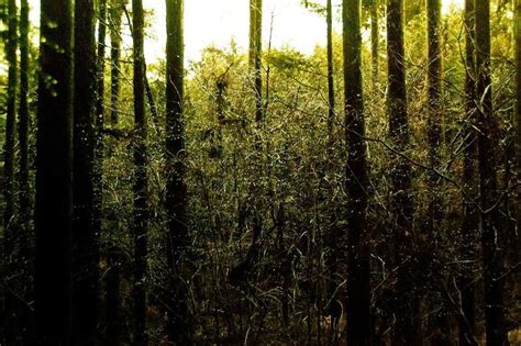 Inside Aokigahara The Haunting Suicide Forest Of Japan