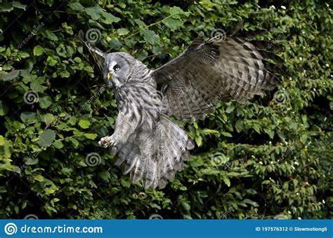 Great Grey Owl Strix Nebulosa Adult In Flight Stock Photo Image Of