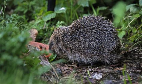 Hedgehog in the Garden Foraging for Food Stock Image - Image of ...