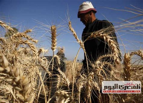 طلب إحاطة حول تراجع مساحات زراعة القمح في الموسم الجديد يضع أعباء