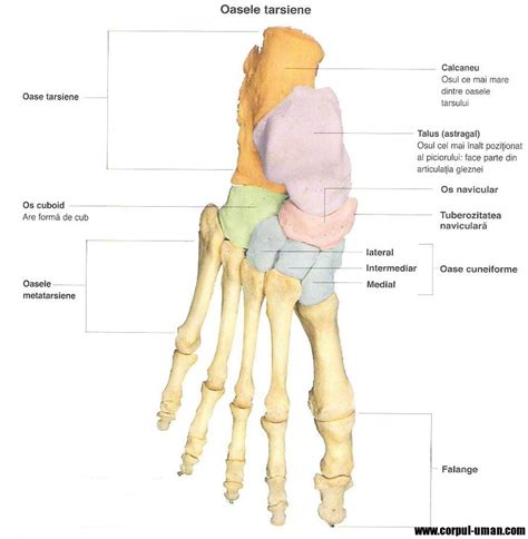 Oasele Piciorului 900×920 Anatomy Pinterest Anatomy