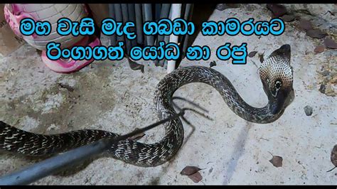 Naja Polyoccelata Sri Lankan Cobra Youtube